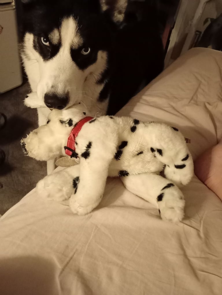 1 year old husky needs to go due to my health issues
