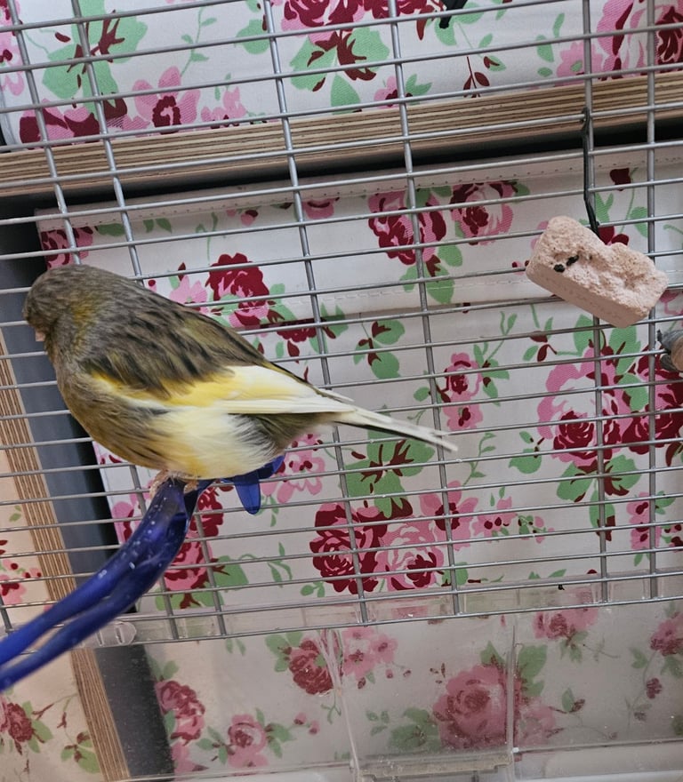 Young canary with cage