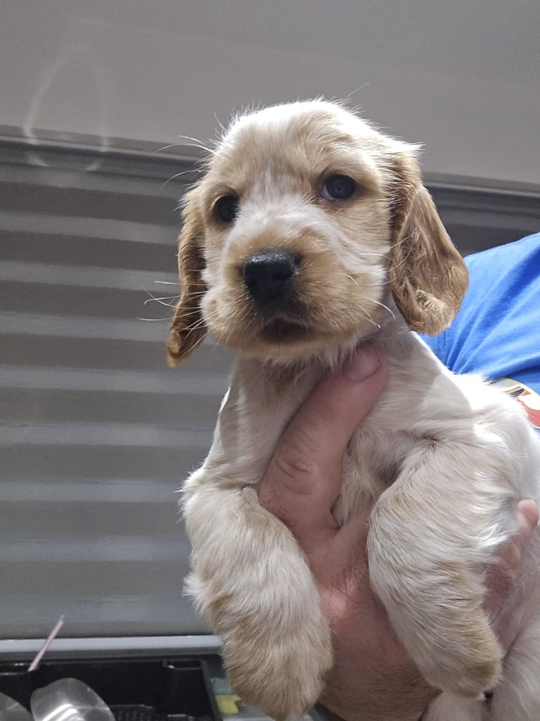Show Cocker Spaniel Puppies 