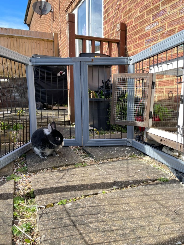 Netherland Dwarf Rabbit, including cage 