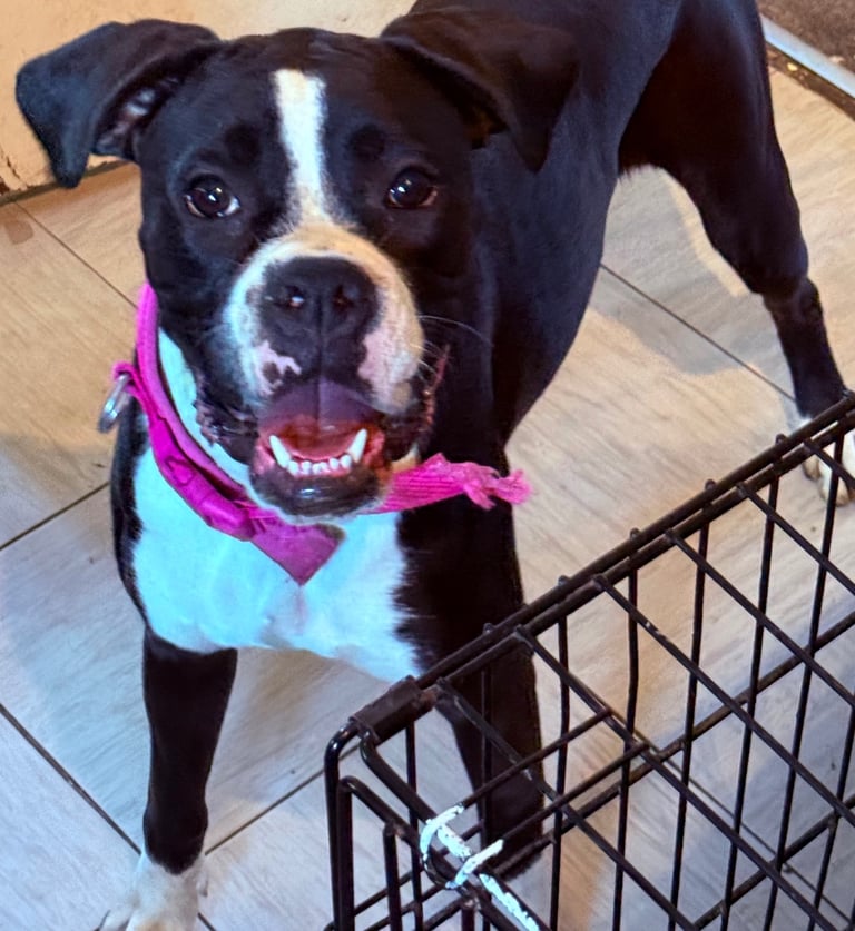 Kc registered boxer bitch