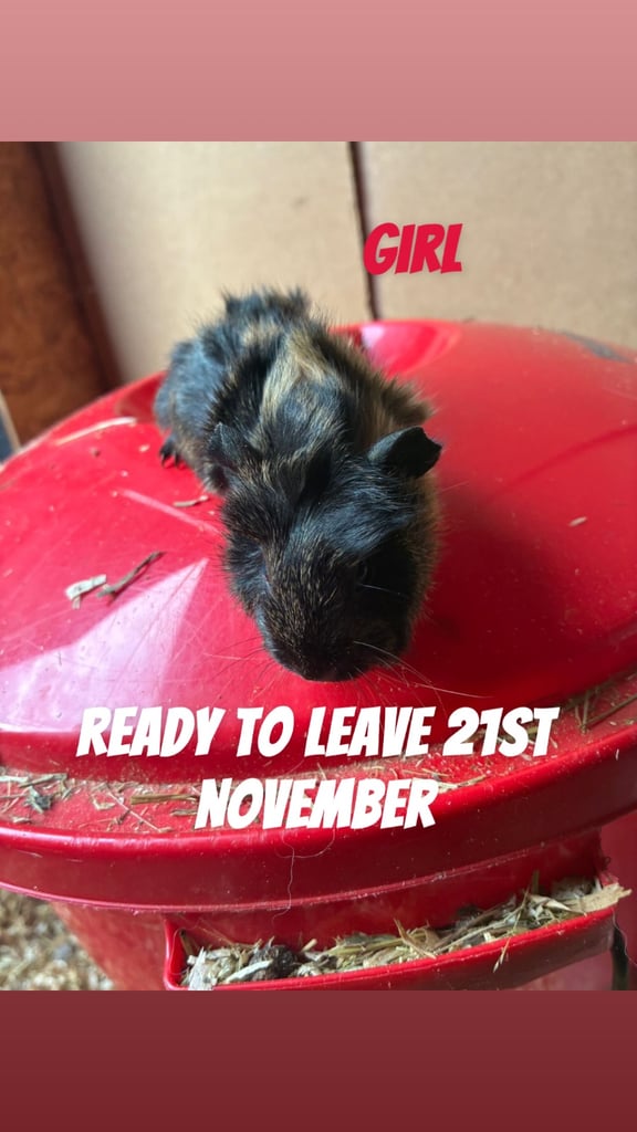  2 baby guinea pigs 