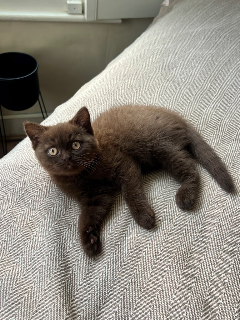 Gorgeous Pedigree Chocolate British Shorthair Kittens – Rare Colour and Exceptional Temperament