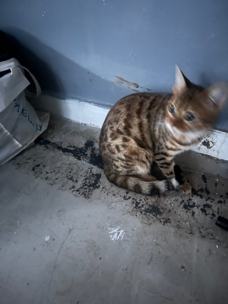 F4 female Bengal and male tabby cross prices below 