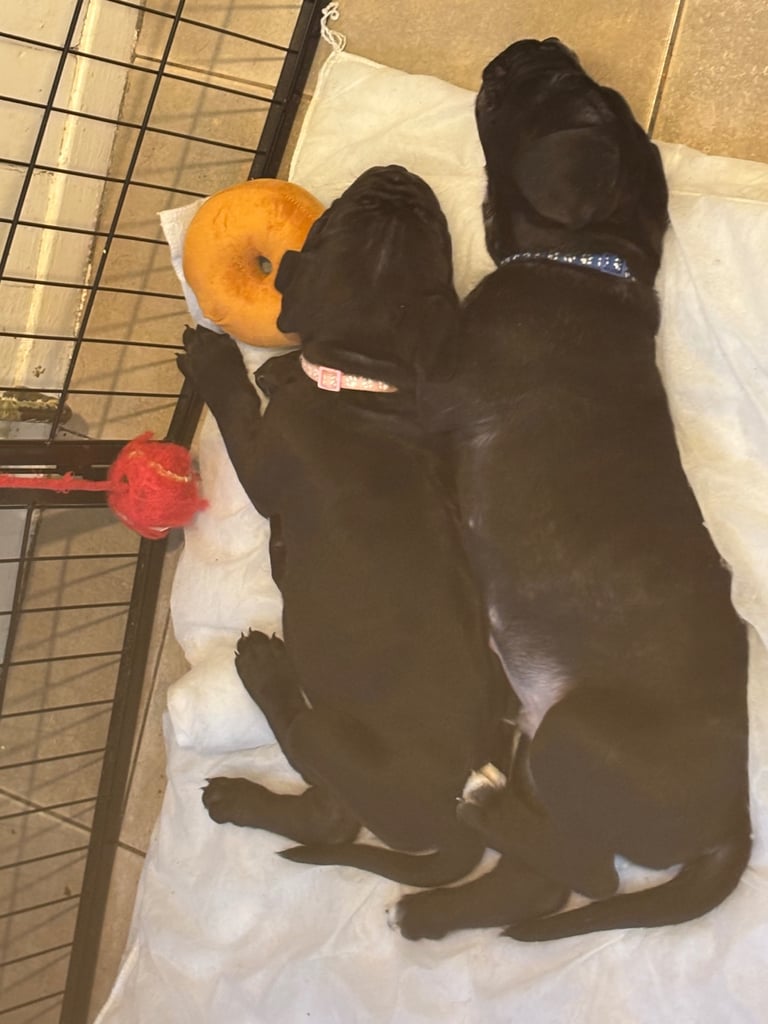 ‼️🐾💕Last girl💕💙Last boy💙🐾‼️