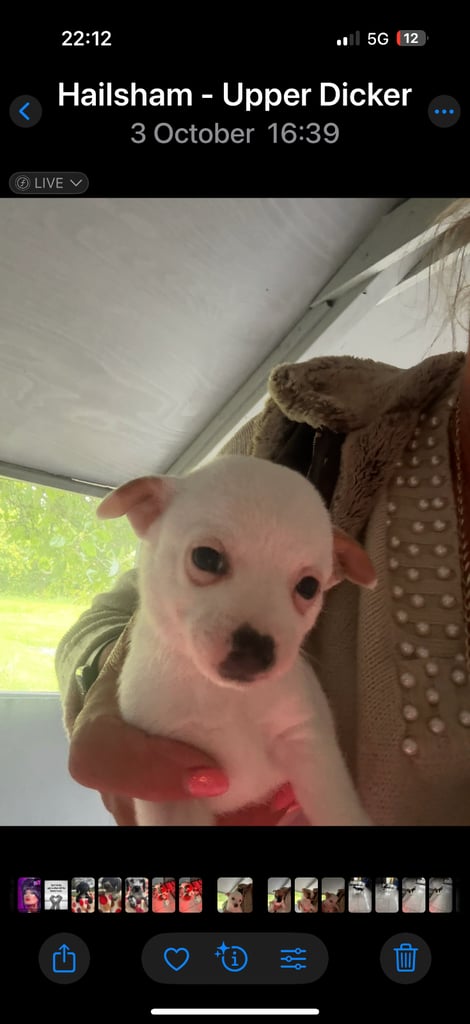 Jack Russel pups