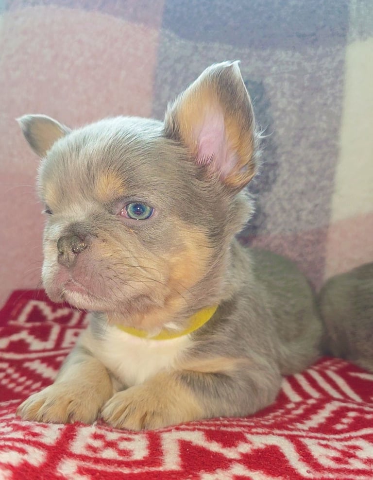 Fluffy isabella and tan frenchbulldogs READY TO LEAVE NOW