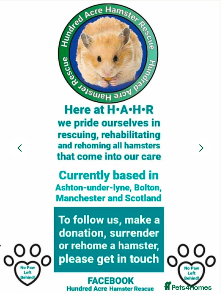 UPDATED 20/10/25 - Female Syrian for Adoption 