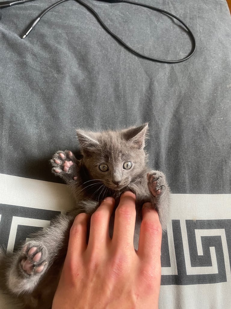 Ragdoll kitten 