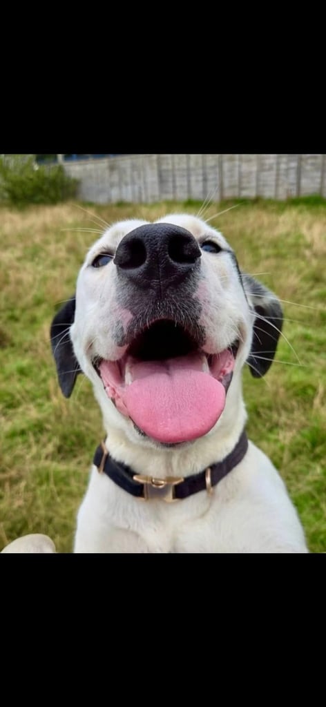 Just turned 1- Mastiff Pup.