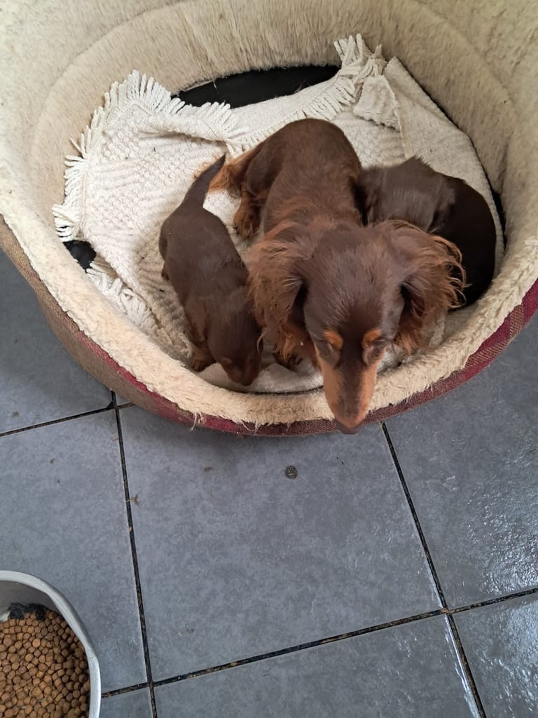 Beautiful dachshund long haired pup