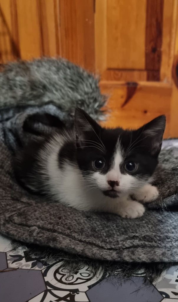 image for Kittens 😸 