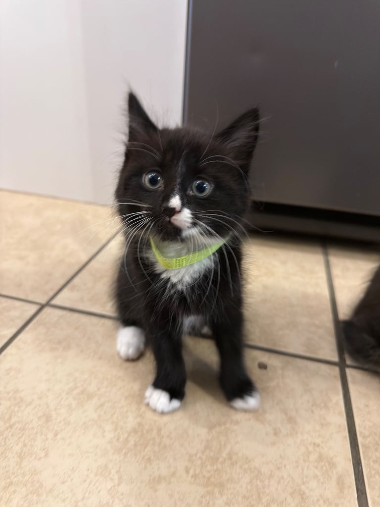Kitten’s for sale