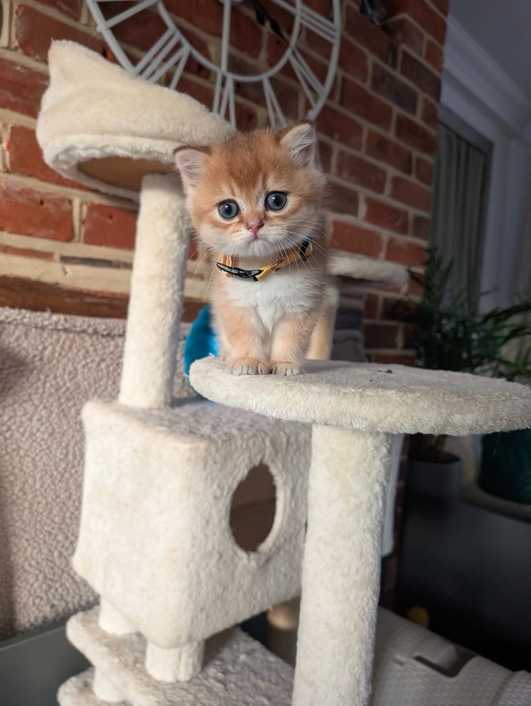 Gold British Shorthair kittens