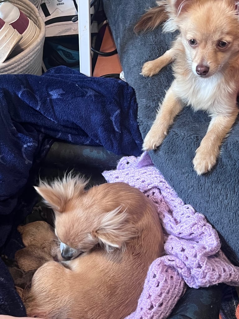 Pomchi 