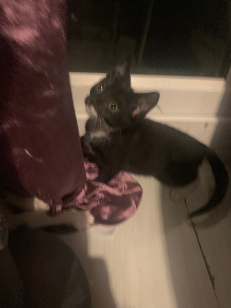 Kittens
