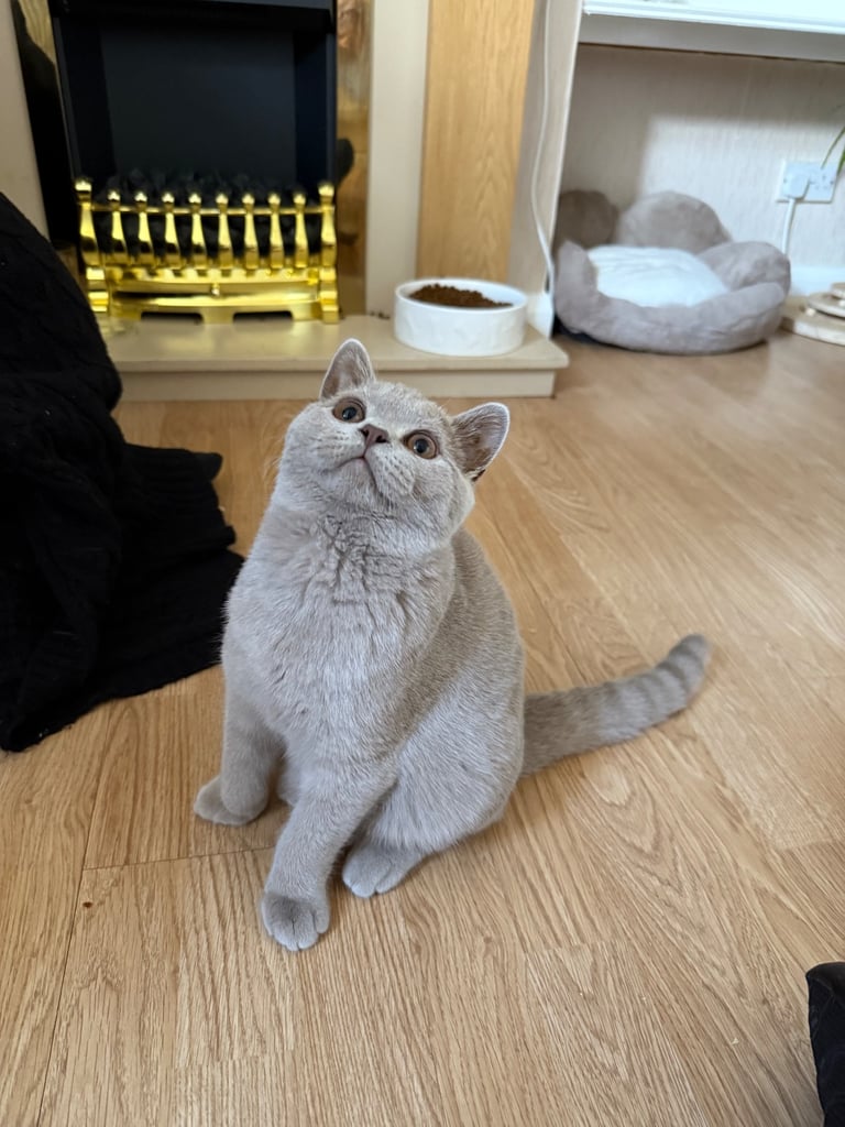 image for Beautiful lilac Bsh male kitten tica reg active 