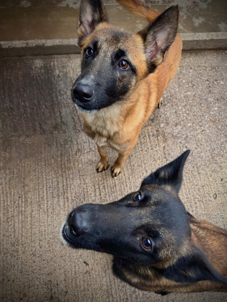 🐾 10-Month-Old Full Pedigree Belgian Malinois Females – Loving Homes Wanted 🐾