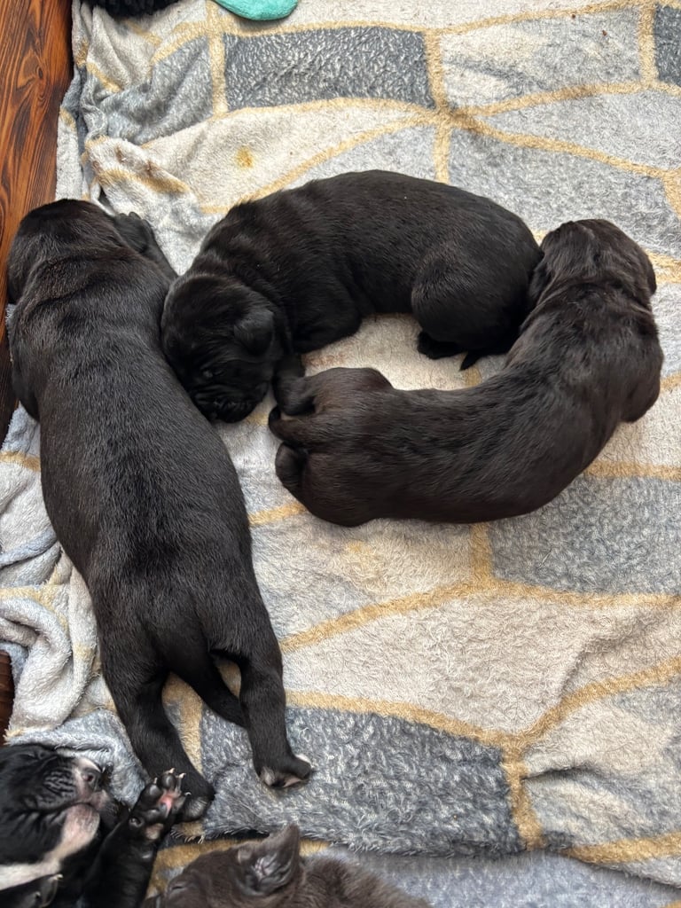 ‼️🐾💕Last girl💕💙Last boy💙🐾‼️