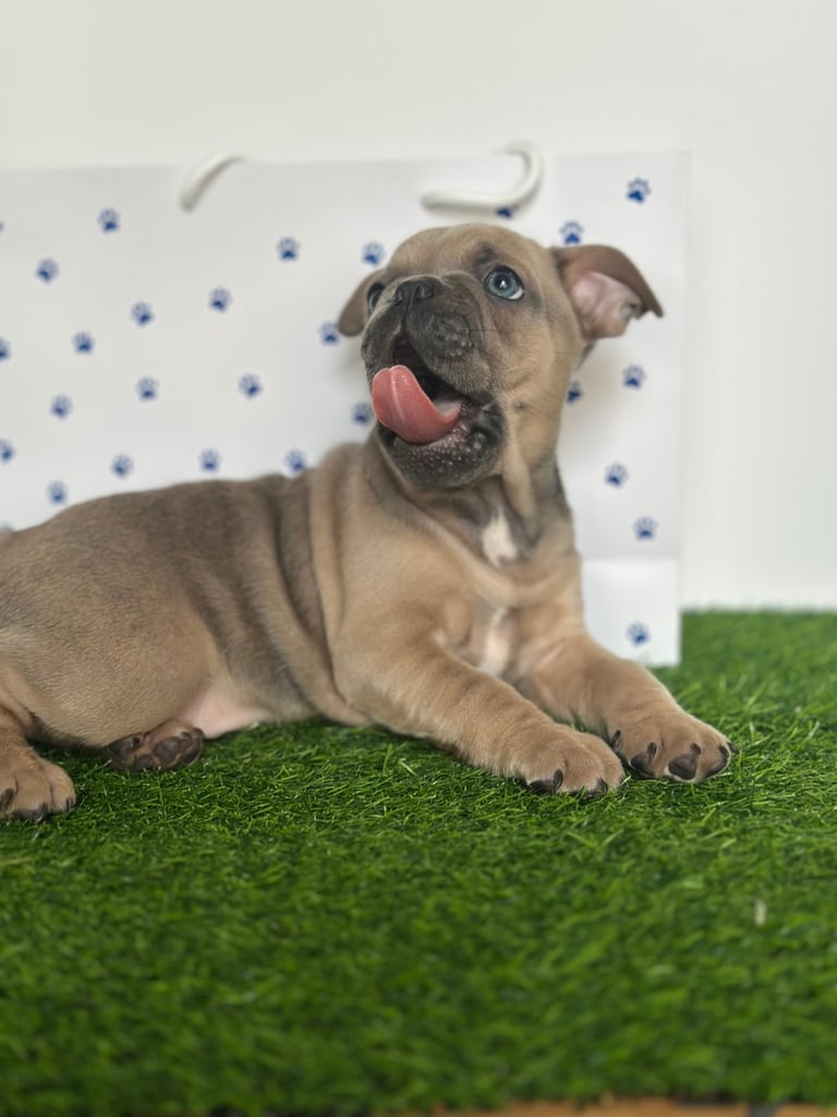 5 French bulldog puppies 