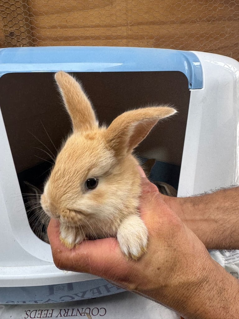 Netherland dwarf bunnies