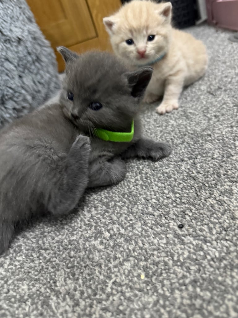 Ragdoll x British shorthair mix kitten 