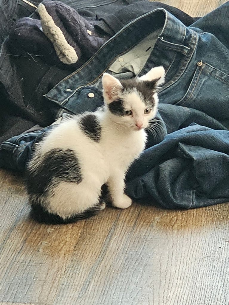 Kittens ready to go now