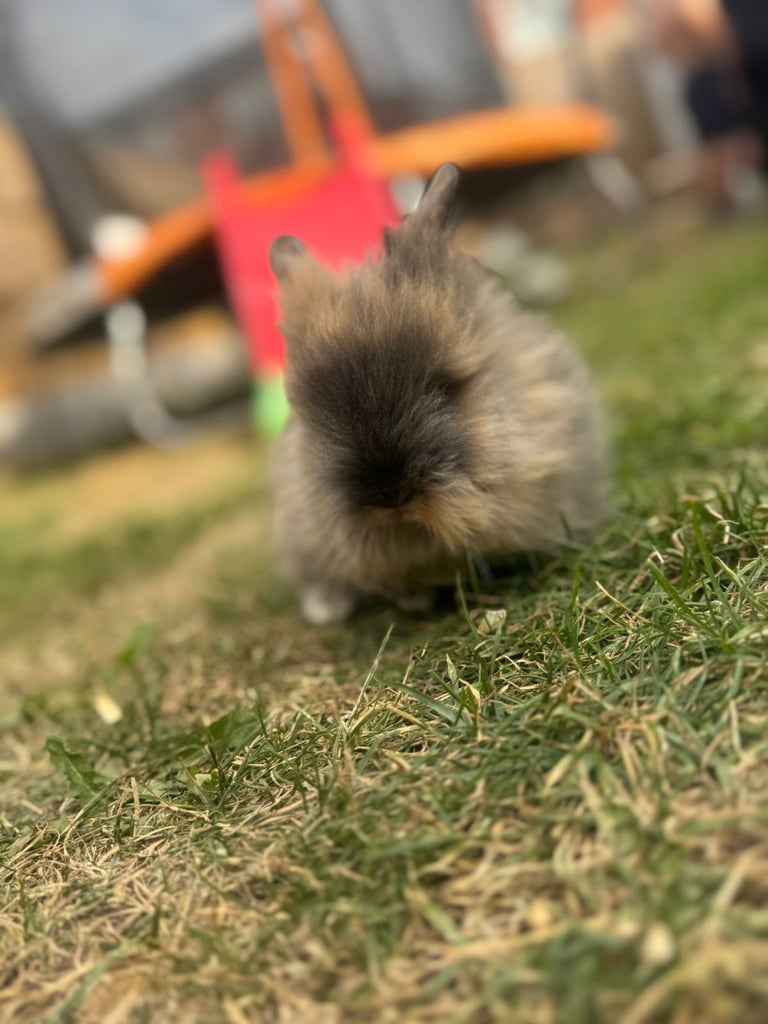 Brown lionhead male bunny