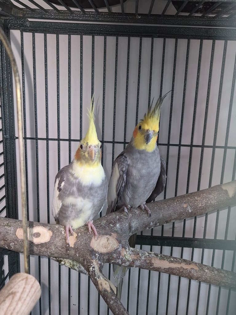 Cockatiels