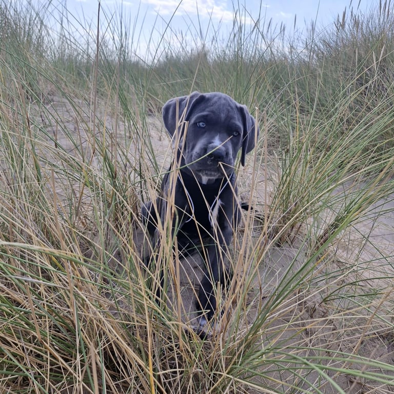 Beautiful Blue eye Cane Corso For Sale