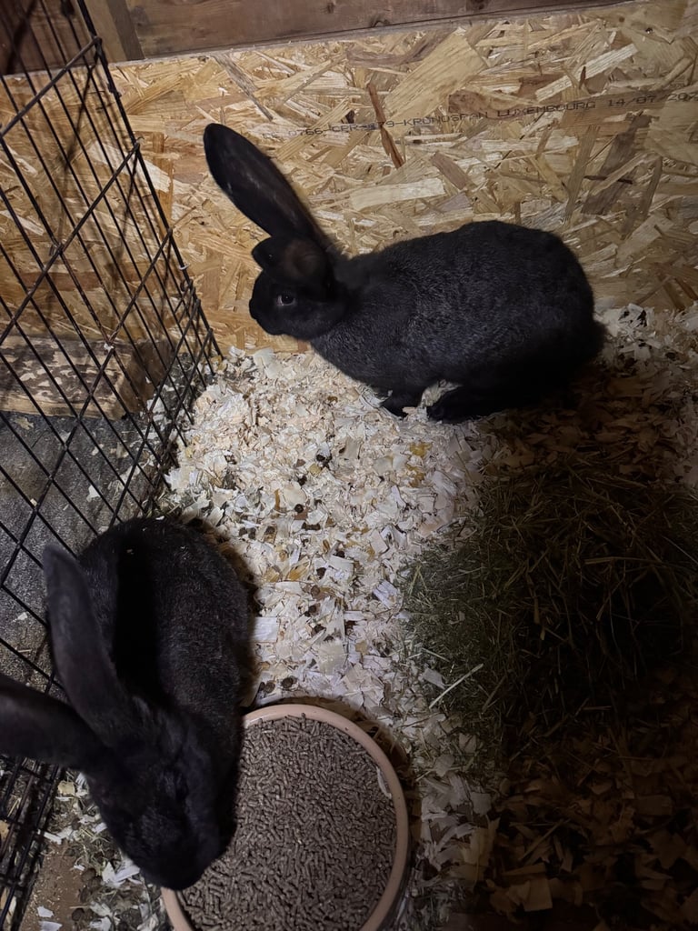 image for Pure Bred Giant Continental Male Rabbits