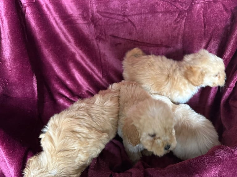 image for Cockerpoo puppies