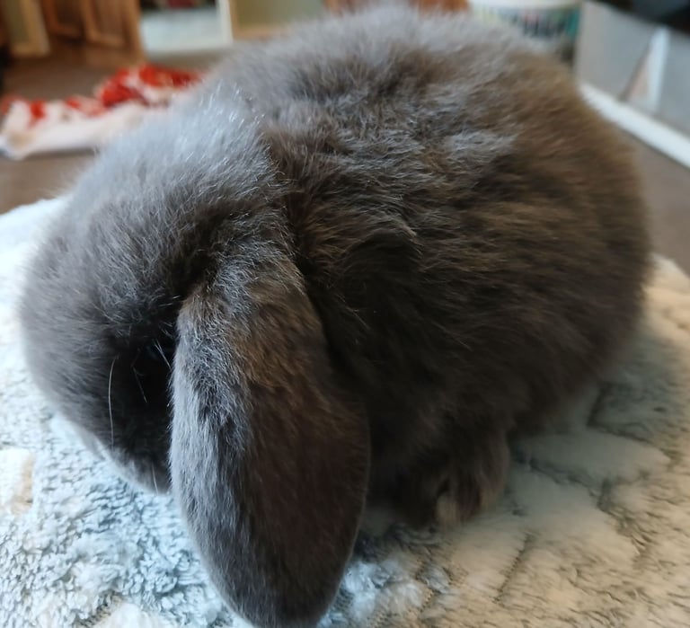 Stunning mini lop baby rabbits 