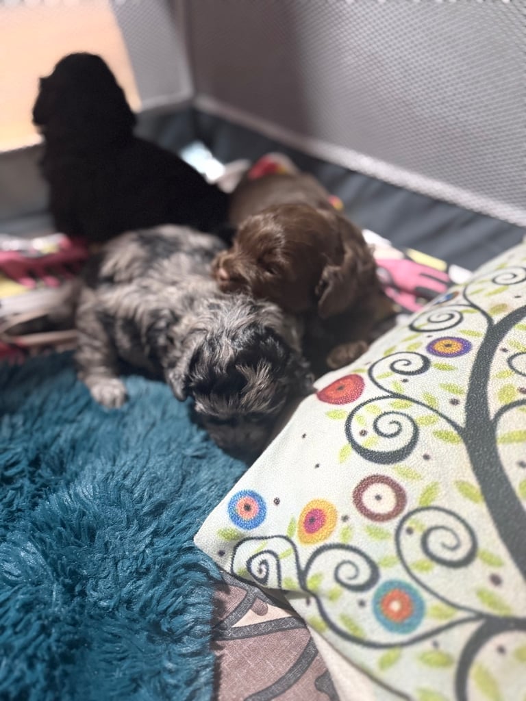 Ready Now only 2 stunning Shihpoo puppies Left!