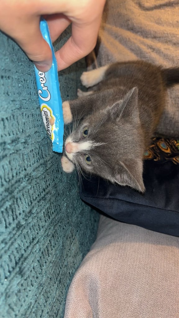 Lovely male kittens x 3  (fuly  grey is now  reserved ) 