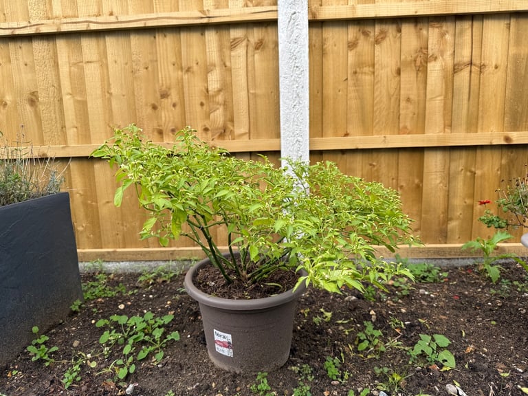 Naga Chilli Plant - 3 Available