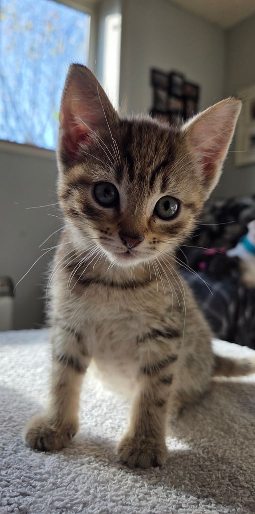 Kittens looking for their forever homes 