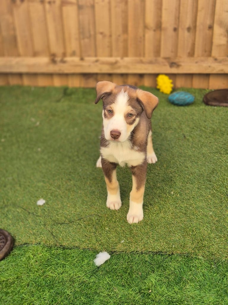 Husky mix puppies - 4 girls left! 