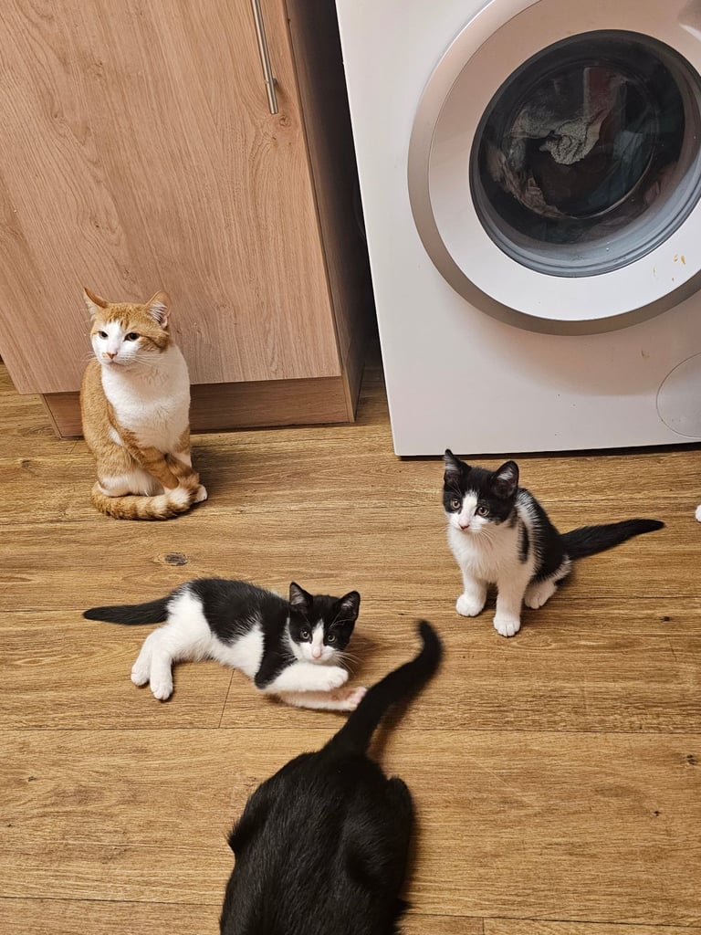 Kittens for sale