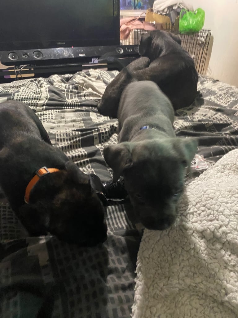 Cane corso x pressa canaro puppy’s 