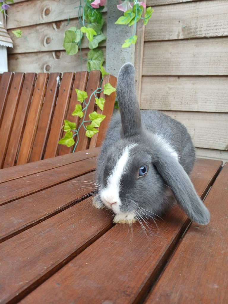 image for Male and Girl rabbits