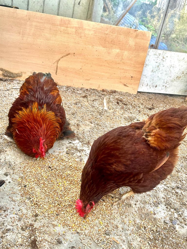 Rhode Island Red Chickens 
