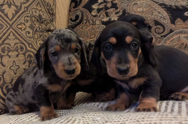 Dachshunds