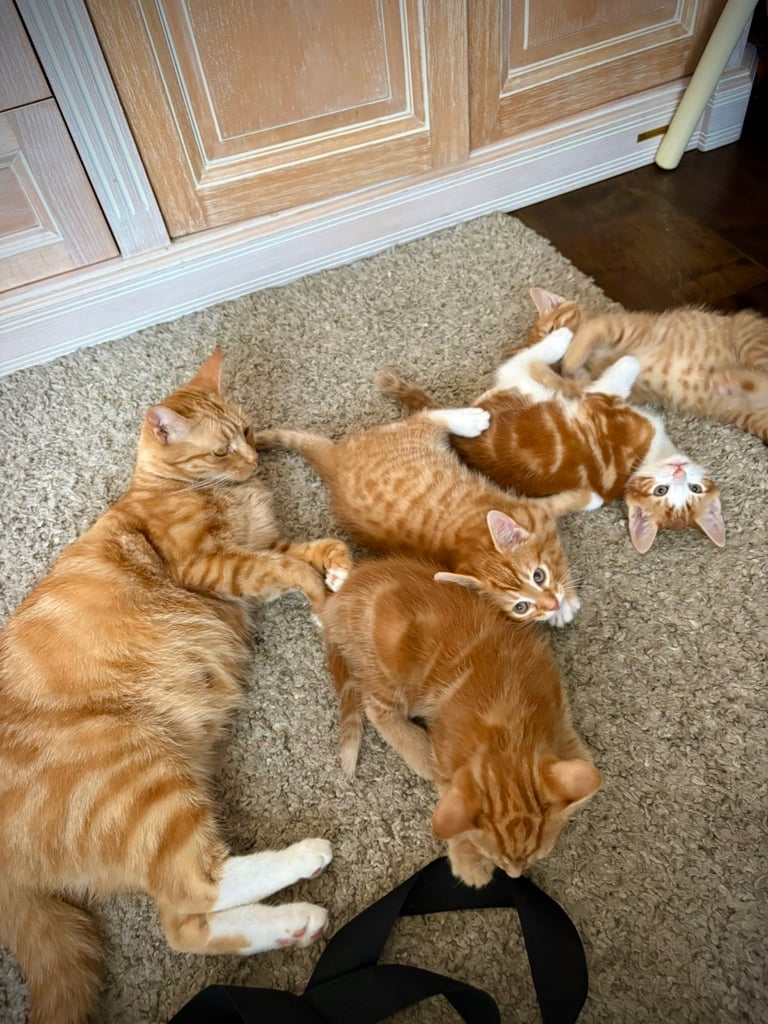 Ginger kittens 