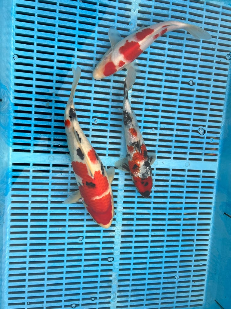 koi fish sale