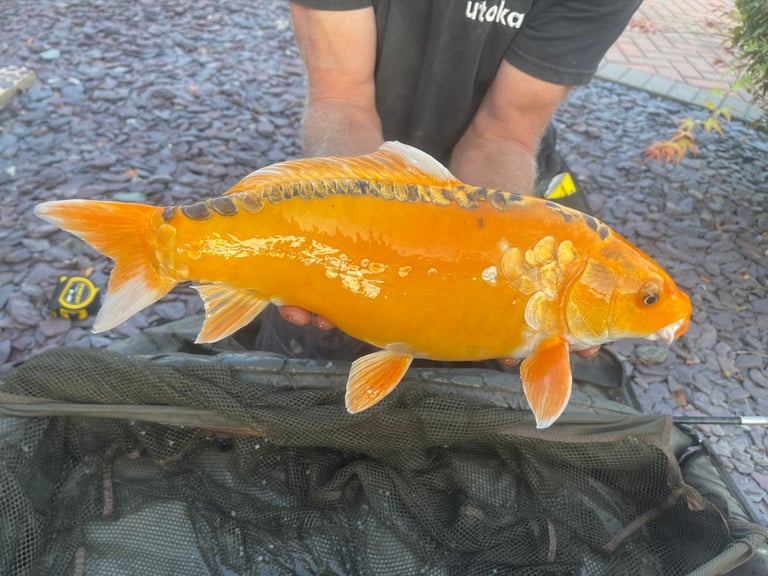 ALLNOW SOLD AND COLLECTED      6 x Large Koi Carp