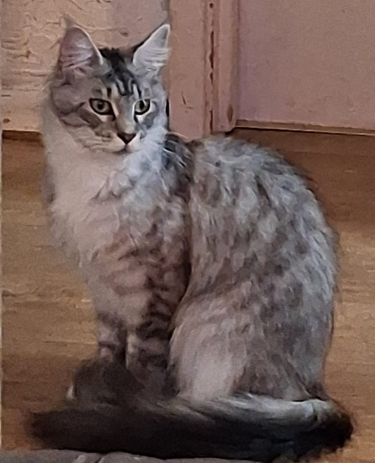 Female Mainecoon for sale