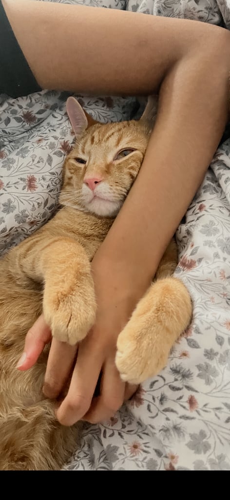 Beautiful kittens/cat ready for a loving home 