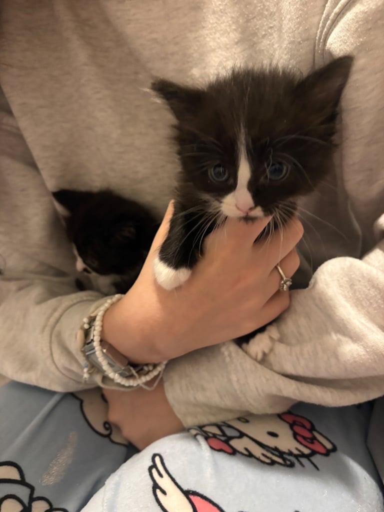 Kittens 