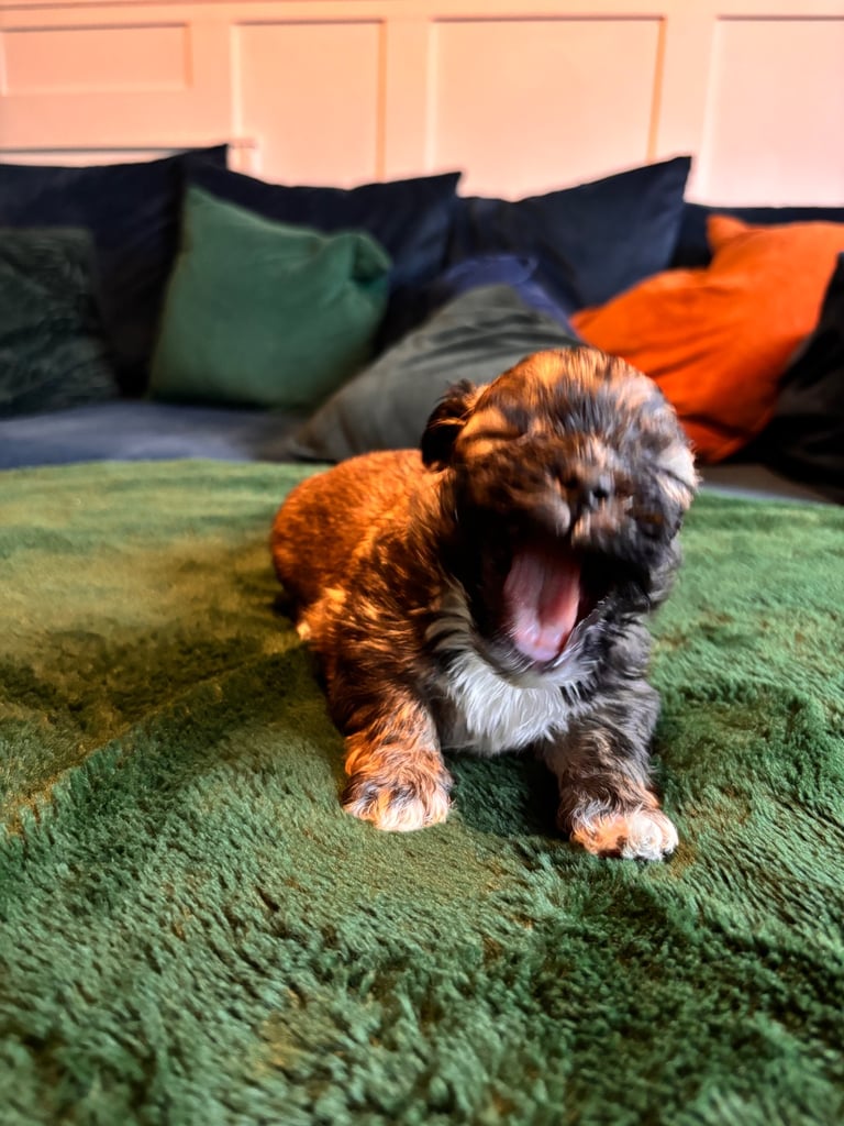 Lhasa poo puppies 